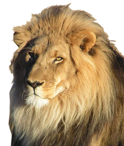 Lion (Theriotype)
